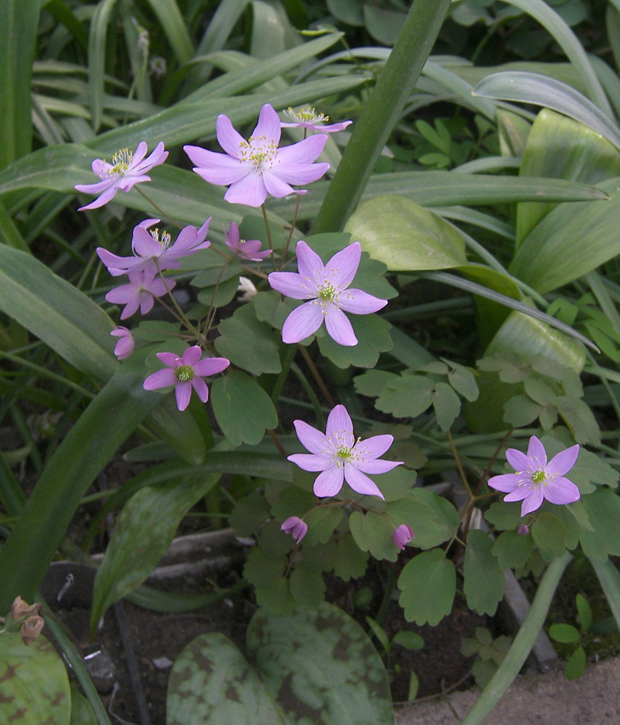 Image of Thalictrum thalictroides specimen.