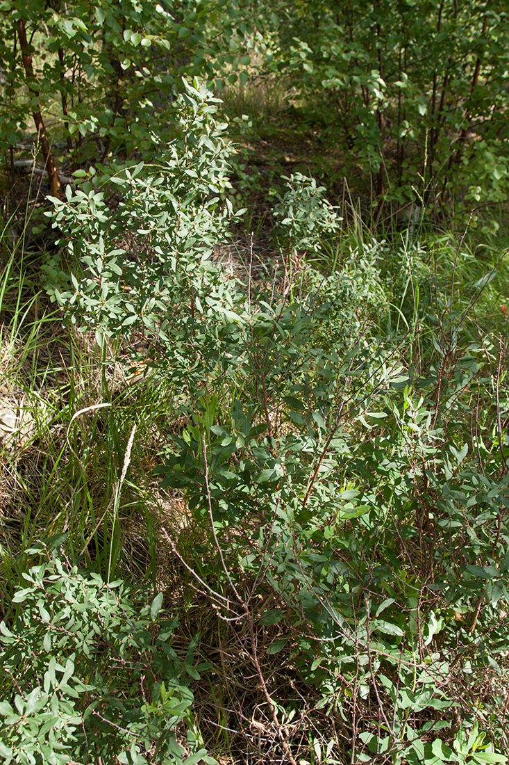 Image of Myrica gale specimen.