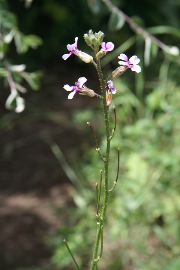 Image of Parrya gracillima specimen.