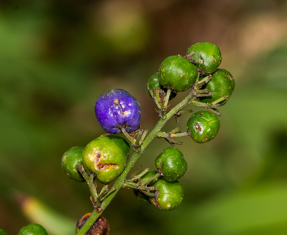 Image of Dianella caerulea specimen.