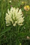 Trifolium pannonicum. Соцветие. Украина, Закарпатская обл., Раховский р-н, окр. г. Рахов, горный луг. 1 июля 2010 г.