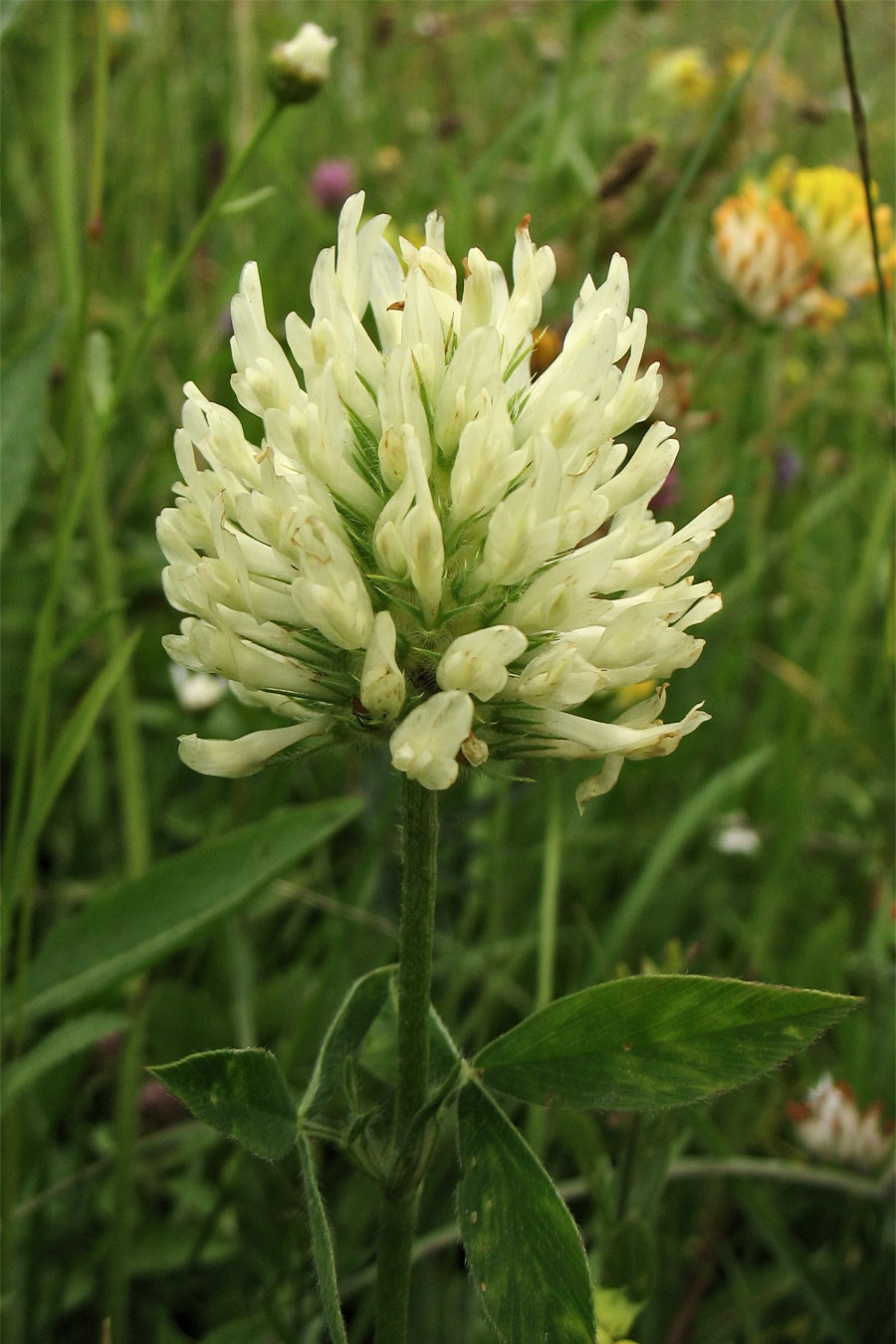 Изображение особи Trifolium pannonicum.