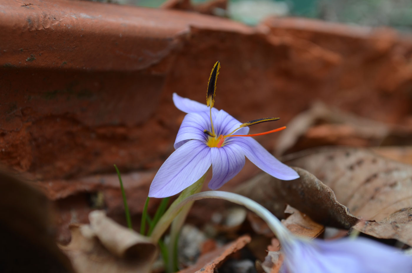 Image of Crocus wattiorum specimen.