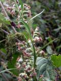 Artemisia vulgaris. Часть соцветия. Свердловская обл., г. Екатеринбург, окр. пос. Шабровский, разнотравная поляна в сосновом лесу с молодой порослью сосен и берёзы. 19.08.2018.