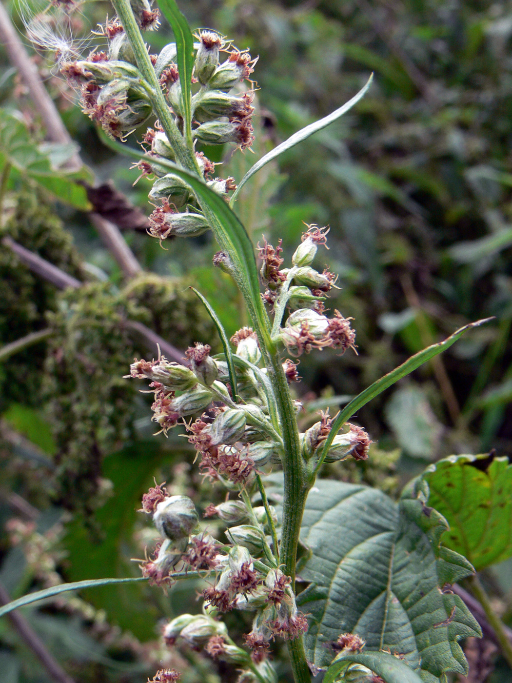 Изображение особи Artemisia vulgaris.