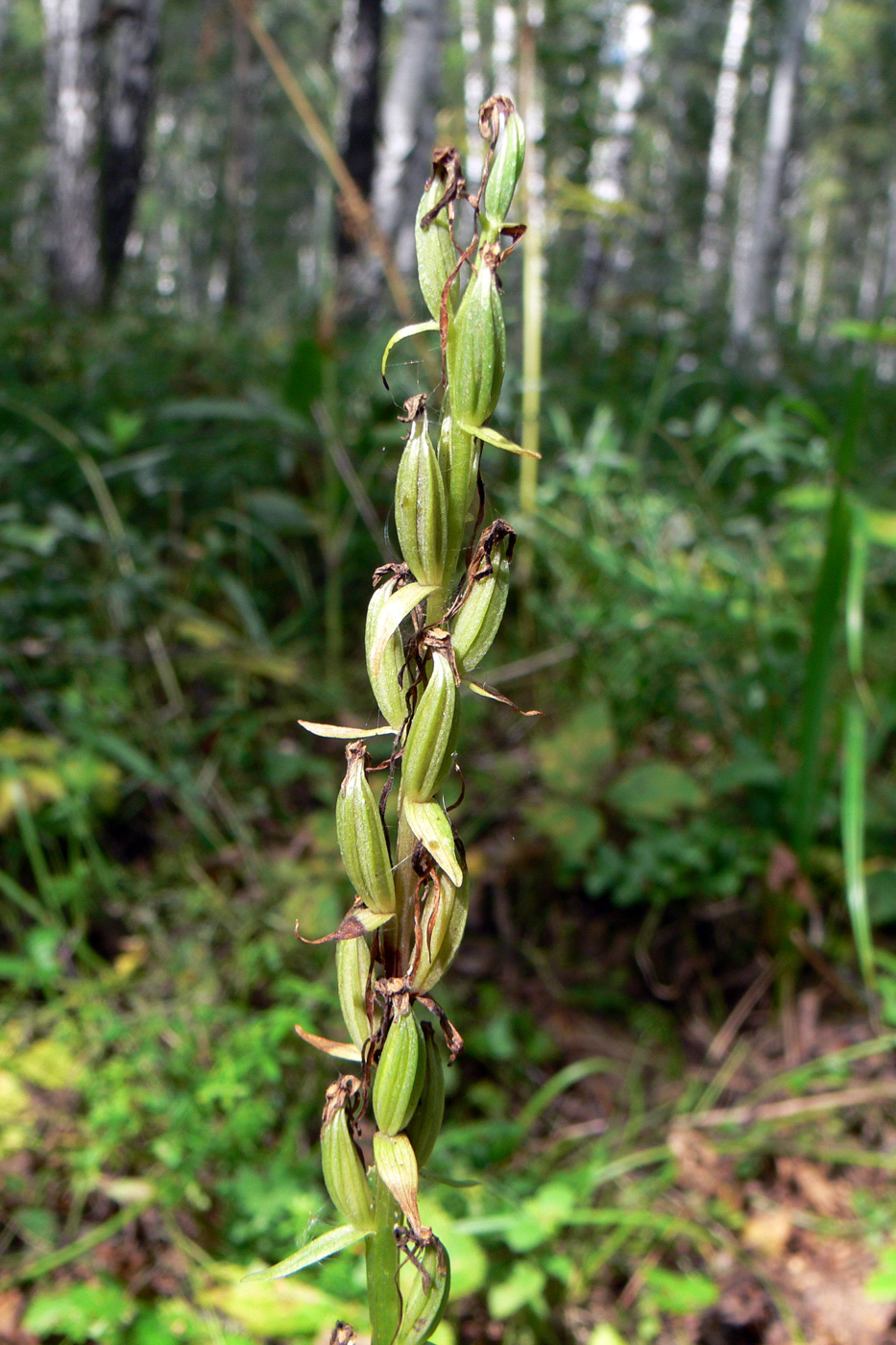 Изображение особи Platanthera bifolia.