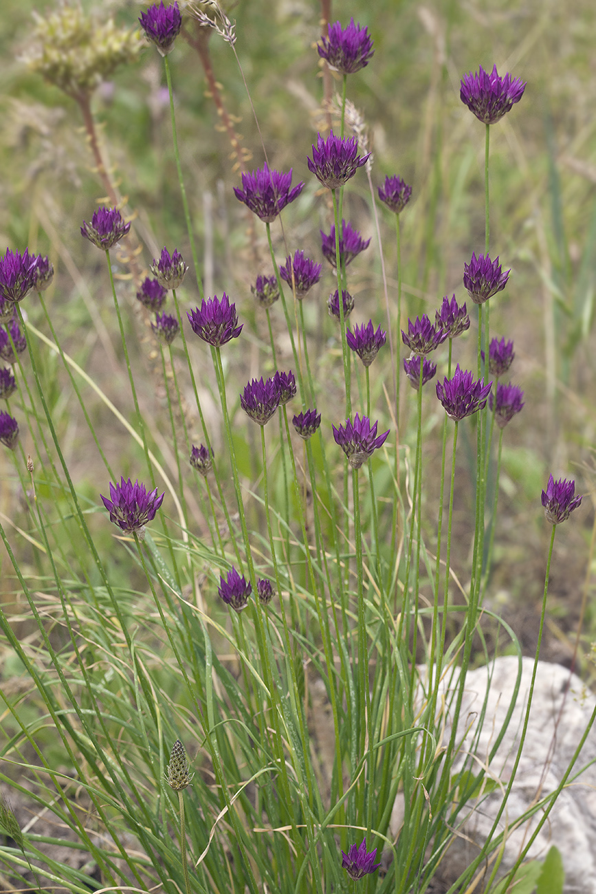 Image of Allium barsczewskii specimen.