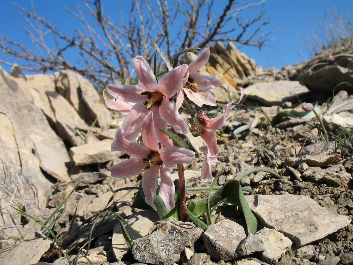 Изображение особи Rhinopetalum stenantherum.