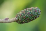 Alnus glutinosa