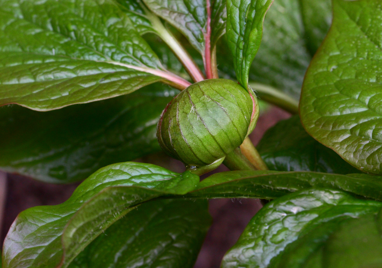 Изображение особи Paeonia wittmanniana.