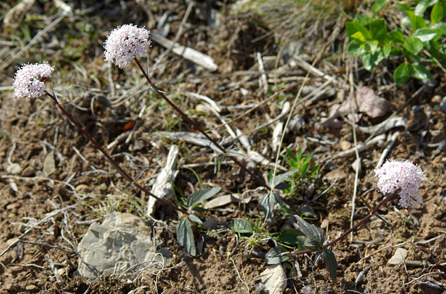 Изображение особи Valeriana capitata.