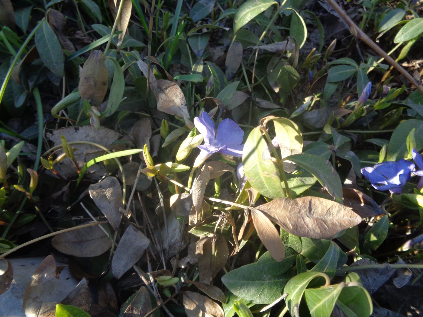 Image of Vinca minor specimen.