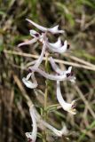 Corydalis ruksansii