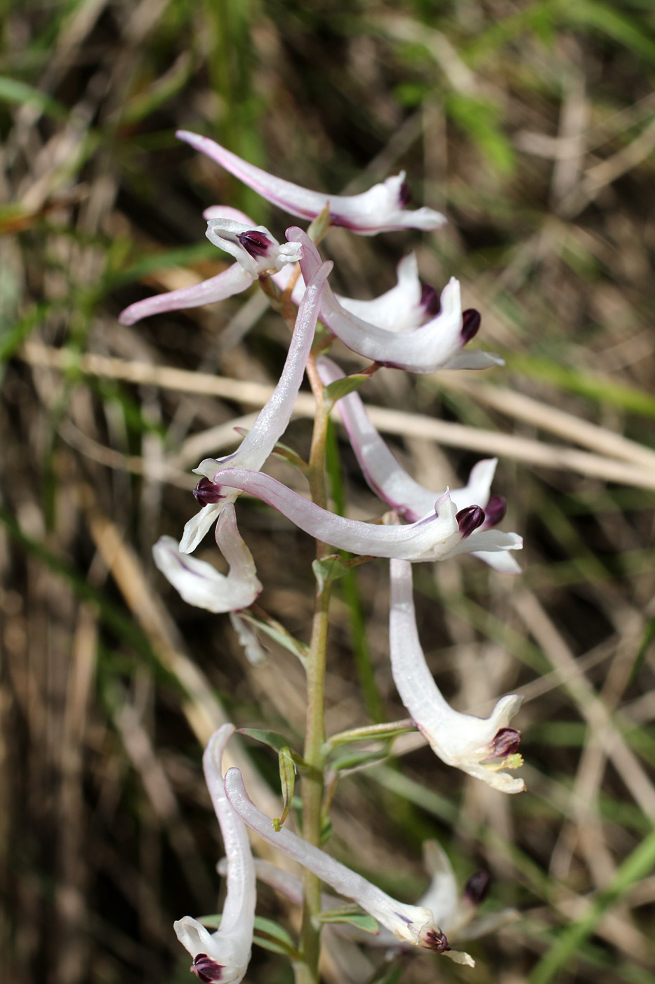 Image of Corydalis ruksansii specimen.