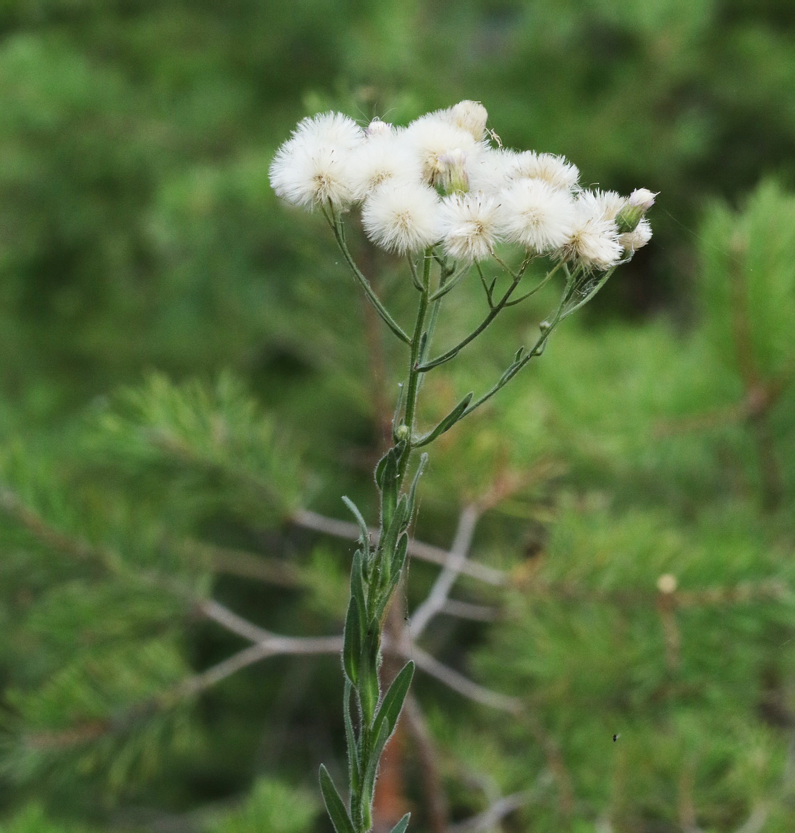 Изображение особи род Erigeron.