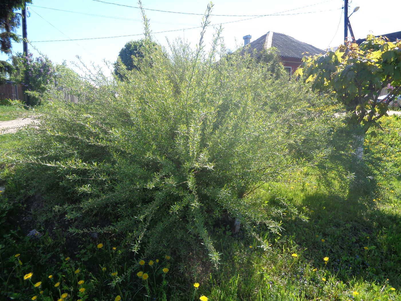 Image of Salix purpurea specimen.