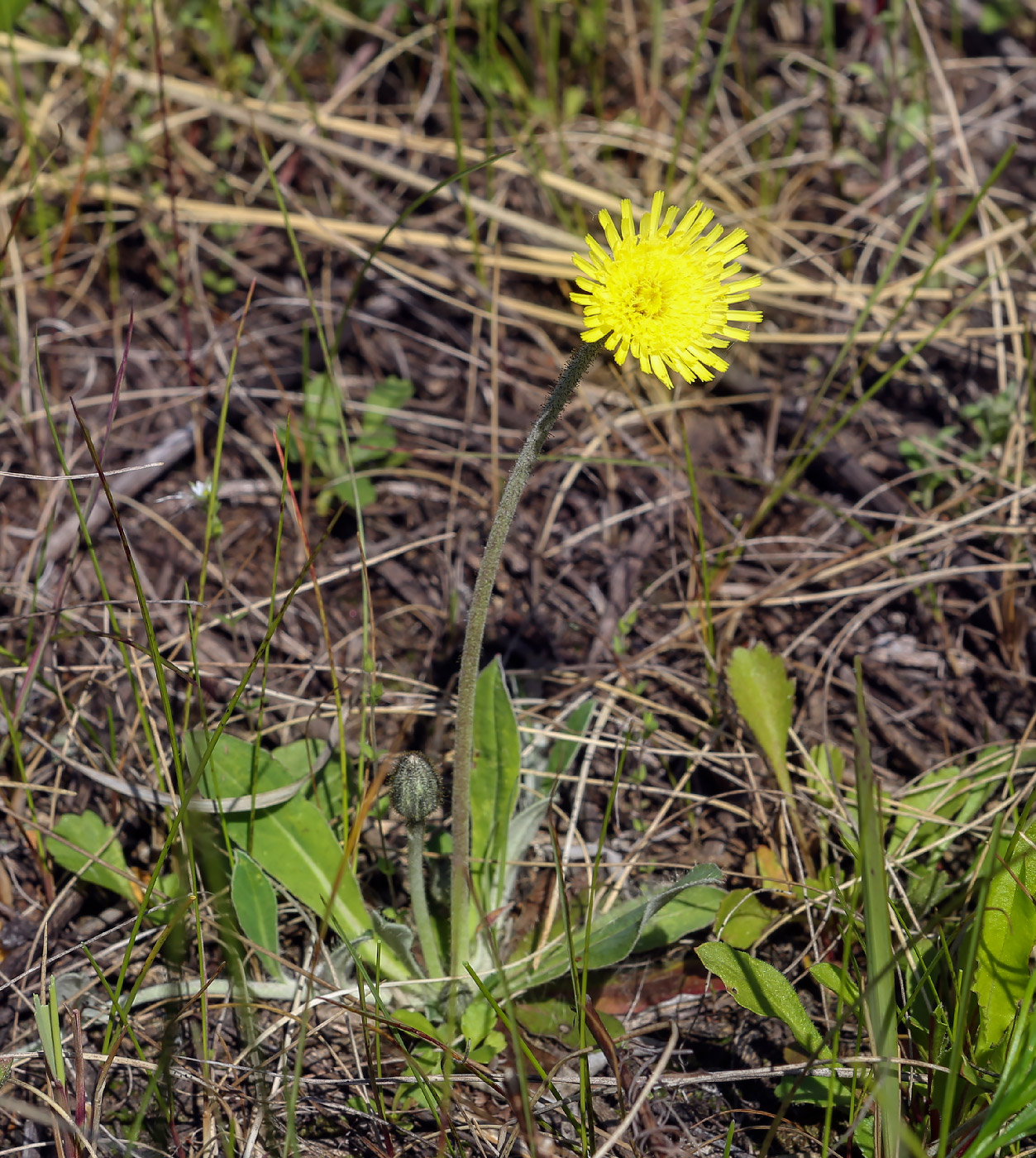 Изображение особи Pilosella officinarum.