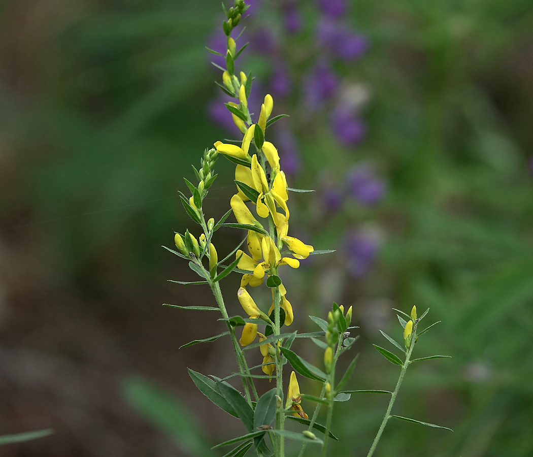 Image of Genista tinctoria specimen.