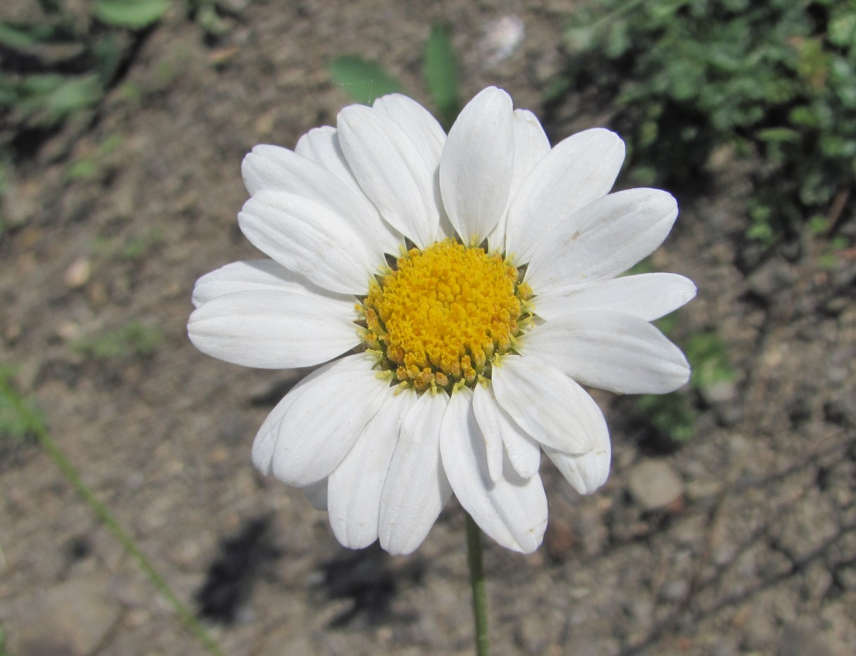 Изображение особи Pyrethrum silaifolium.