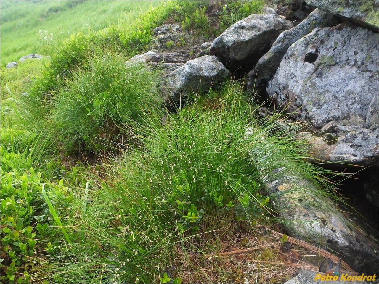 Изображение особи Juncus trifidus.