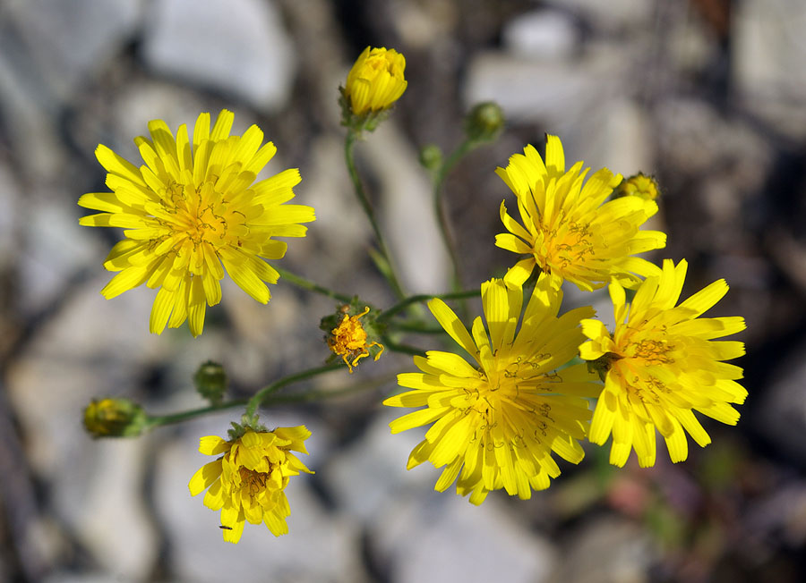 Изображение особи Crepis tectorum.