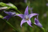 Campanula lambertiana
