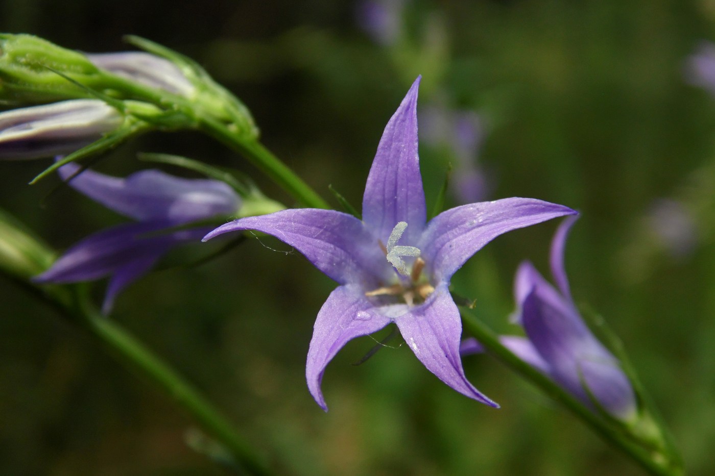 Image of Campanula lambertiana specimen.