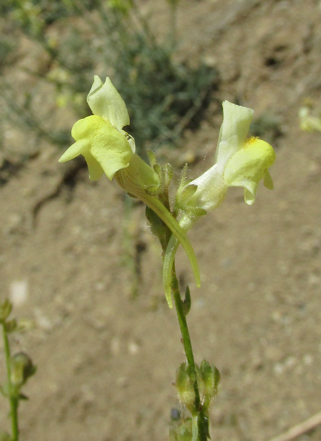 Изображение особи Linaria incompleta.