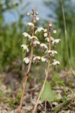 Pyrola rotundifolia. Верхушки побегов с соцветиями. Ленинградская обл., Гатчинский р-н, окр. дер. Авколево, карьер \"Елизаветино\", сырое каменистое понижение на месте выработки известняка. 16.06.2019.