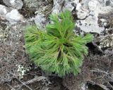 Bilacunaria microcarpos