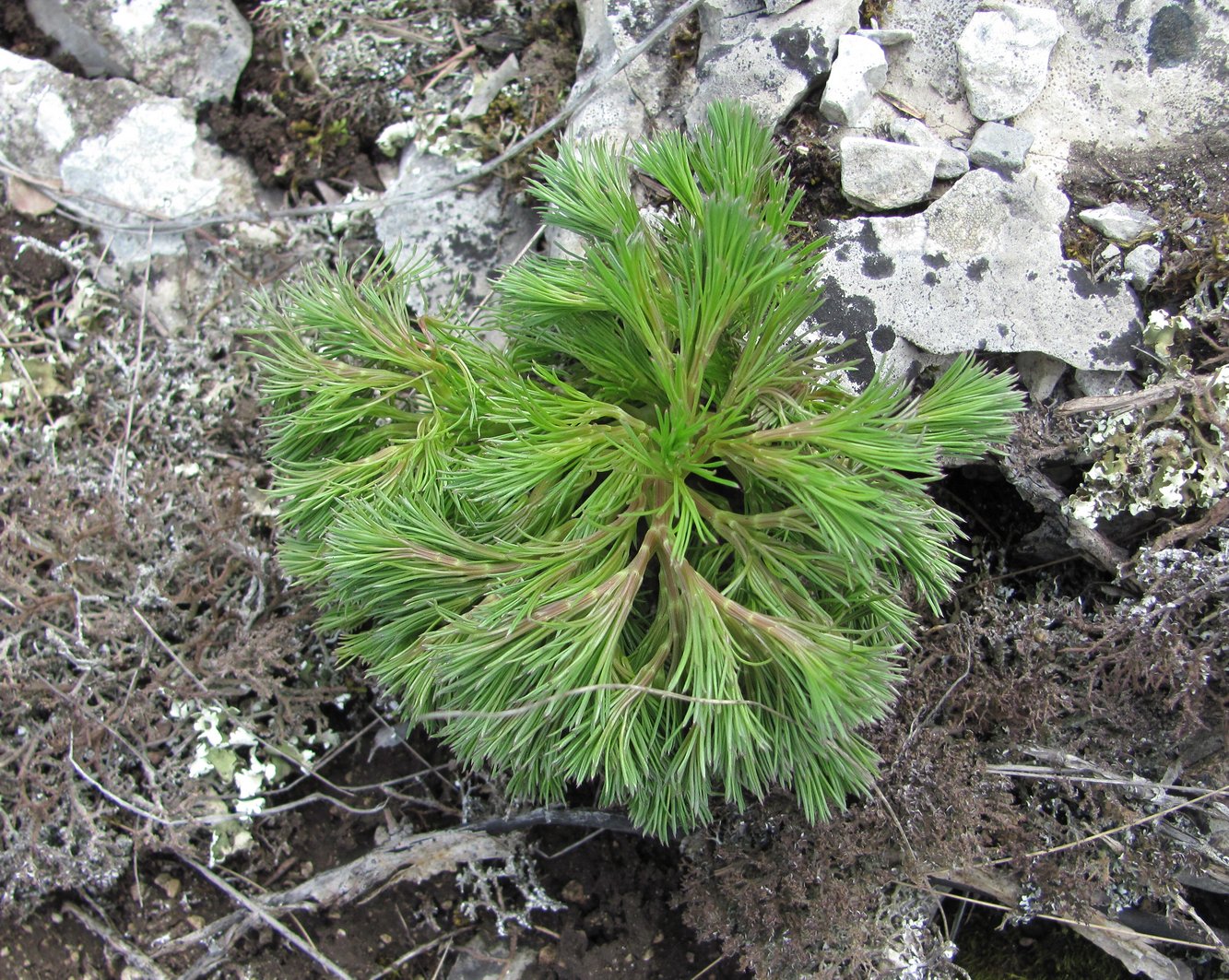 Image of Bilacunaria microcarpos specimen.