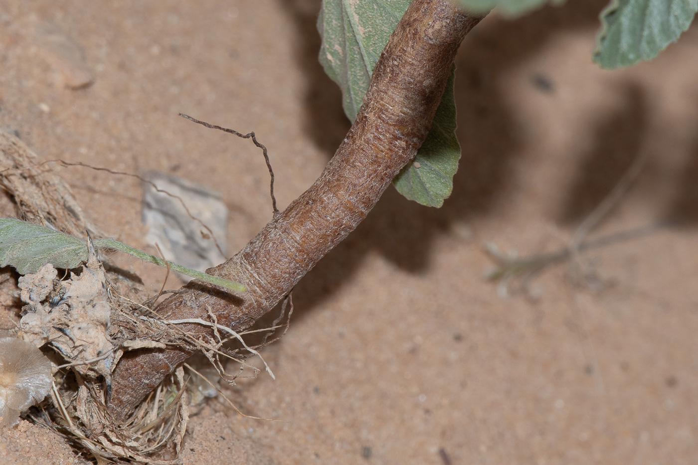 Изображение особи Monsonia heliotropioides.