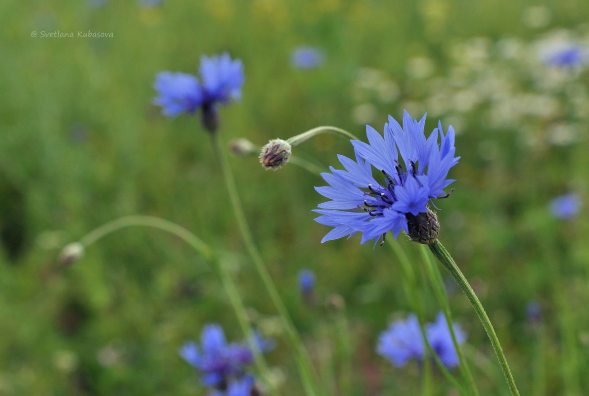 Image of Centaurea cyanus specimen.