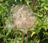 Cirsium obvallatum. Плоды. Карачаево-Черкесия, Домбай, долина р. Домбай-Ульген, луг. 30.08.2019.