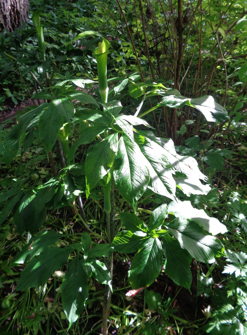 Image of Arisaema amurense specimen.