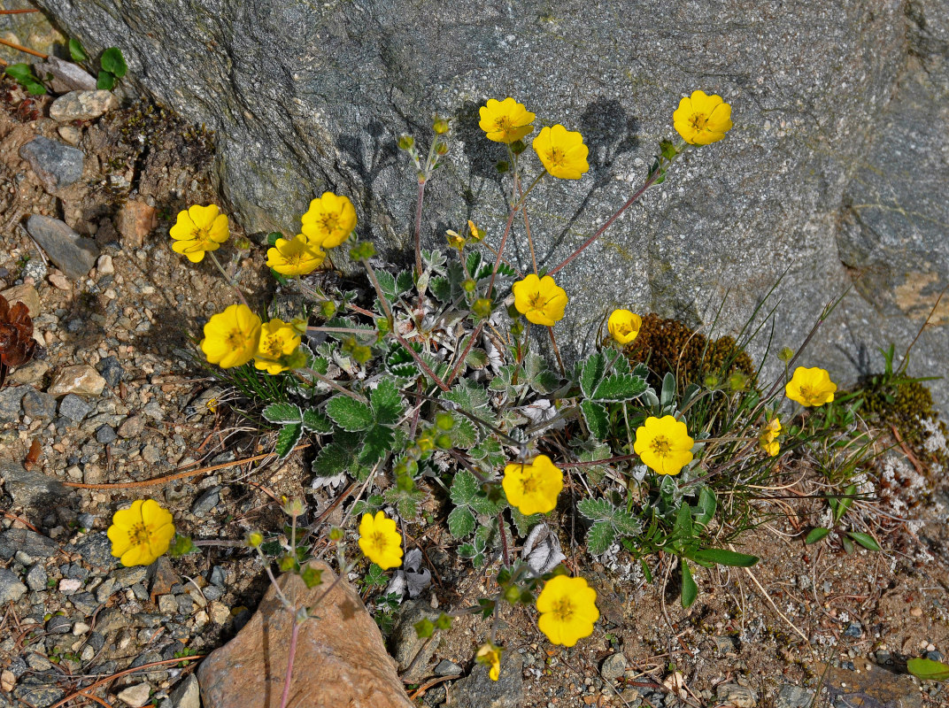 Изображение особи Potentilla nivea.