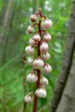 Pyrola minor. Верхушка побега с соцветиями. Пермский край, подножие Вогульского камня, смешанный лес, долина р. Жигалан. 30.06.2010.