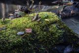 Calliergonella lindbergii