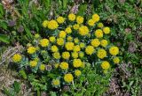 Rhodiola rosea. Верхушки цветущих растений. Алтай, Кош-Агачский р-н, долина р. Аккаллу-Озек, ≈ 2500 м н.у.м., горная тундра. 17.06.2019.