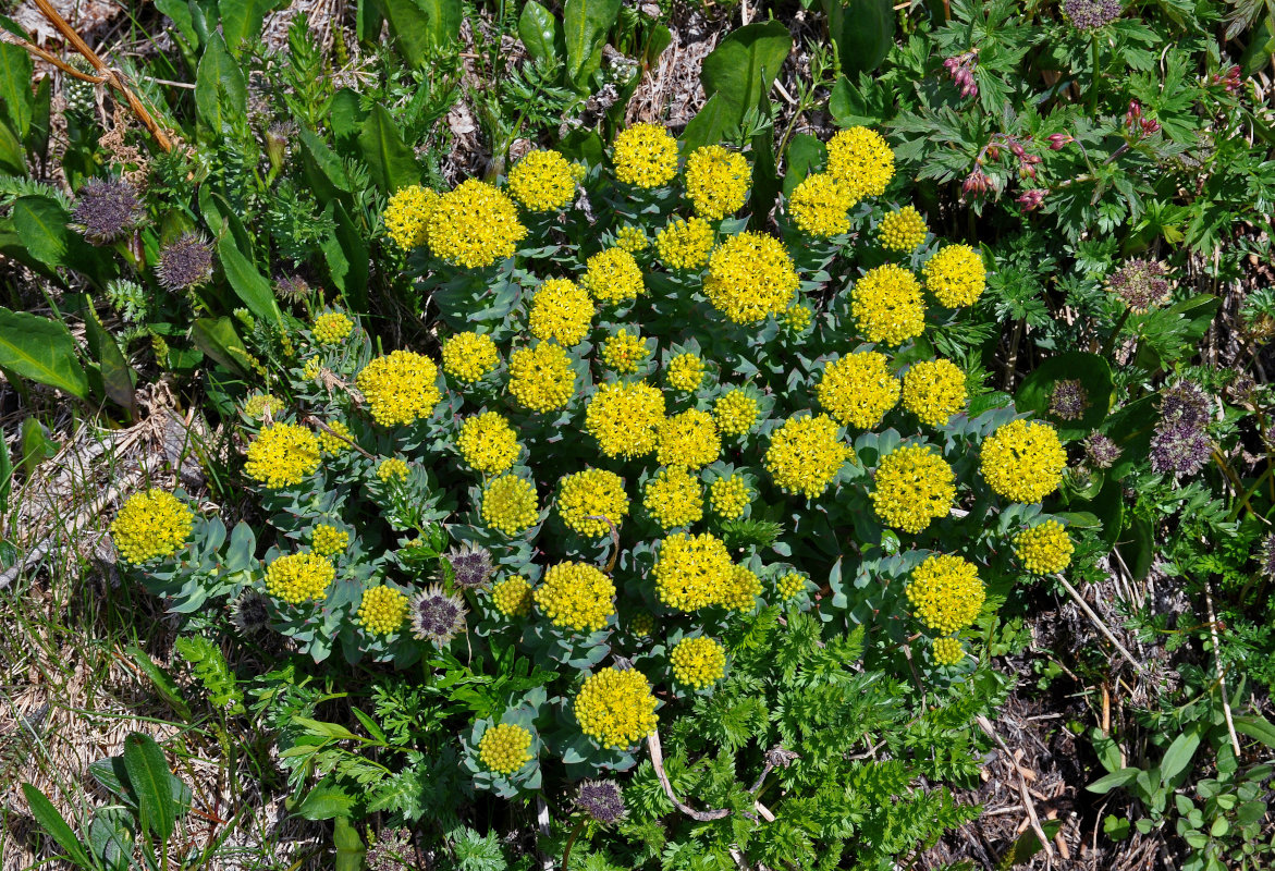 Image of Rhodiola rosea specimen.