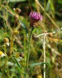 Centaurea jacea