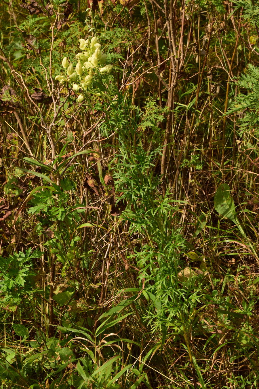 Image of Aconitum coreanum specimen.