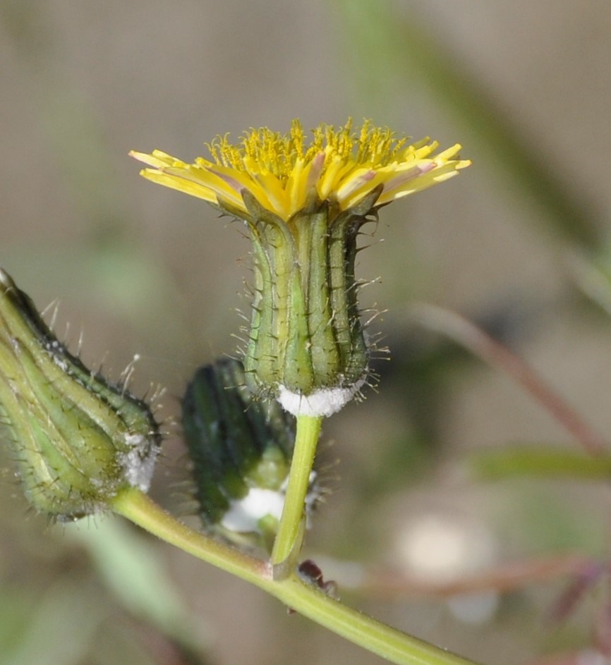 Изображение особи Sonchus tenerrimus.