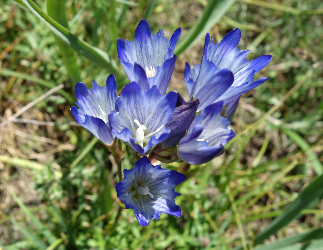 Image of Gentiana olivieri specimen.