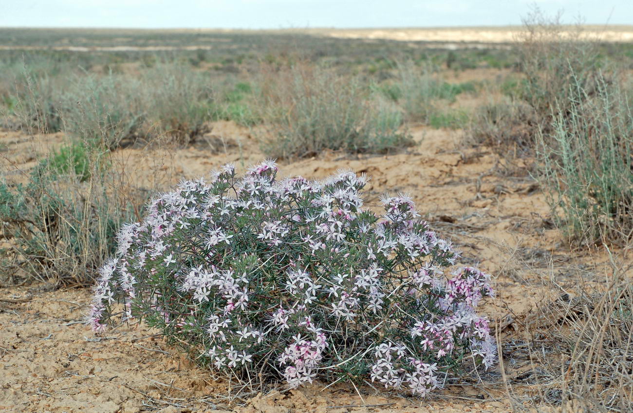 Изображение особи Acanthophyllum borsczowii.