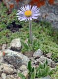 Erigeron heterochaeta