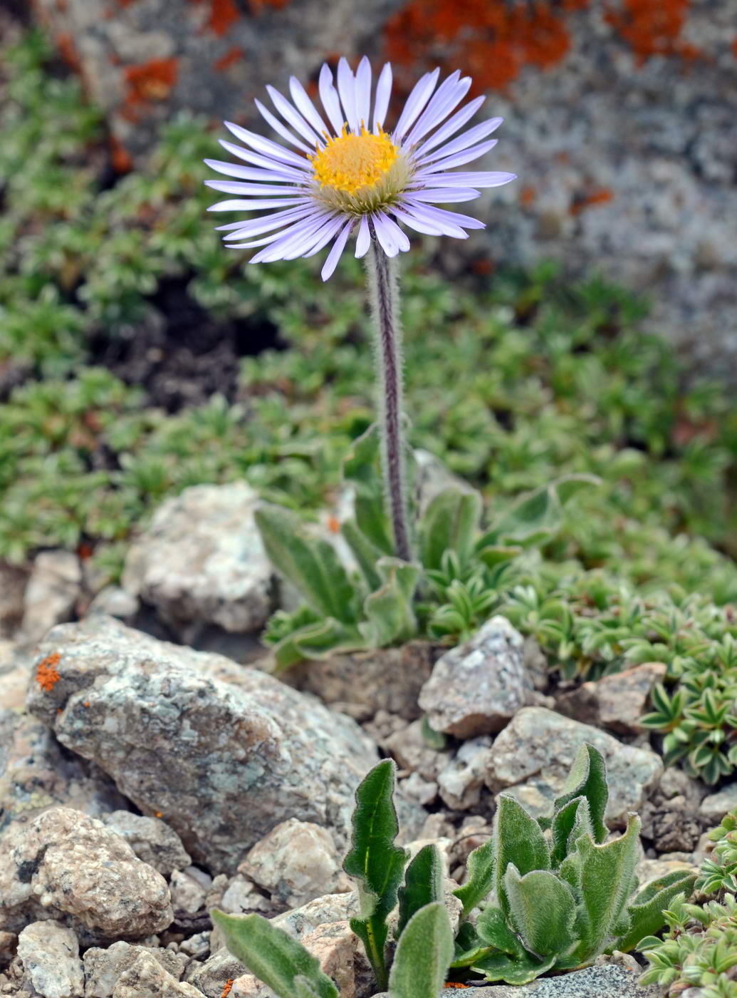 Изображение особи Erigeron heterochaeta.