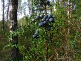 Juniperus communis