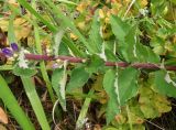 Campanula cephalotes. Нижняя часть стебля с развивающимися пазушными соцветиями. Приморский край, Владивостокский ГО, о. Рикорда, юго-западный водораздельный уч., разнотравный луг. 03.08.2019.