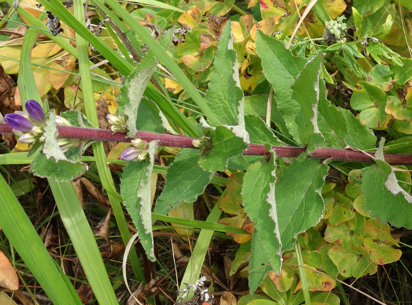 Изображение особи Campanula cephalotes.